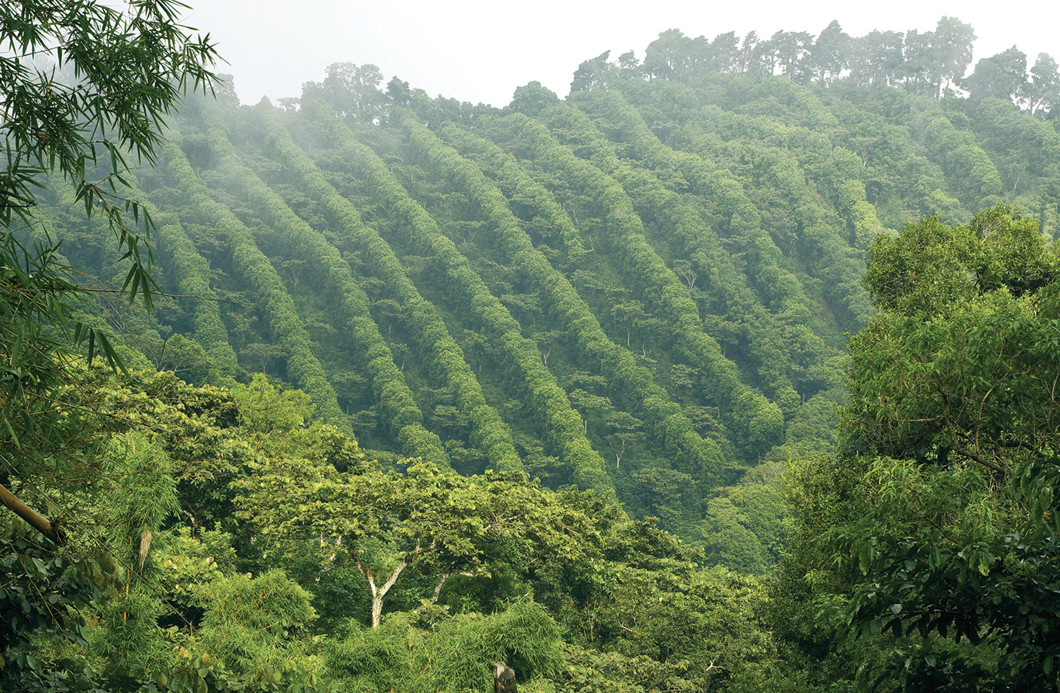 bacha-coffee-sustainability-central-america